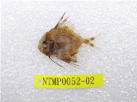 藏品(尖翅燕魚)的圖片